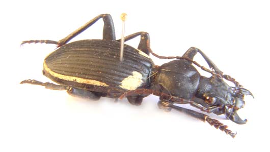 Anthia lomoplata var incolata.